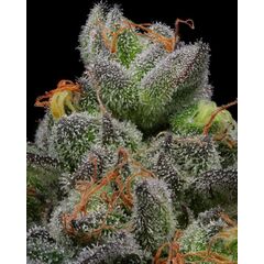 Caramel Cream, Фасовка: 3